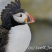 puffin_atlantic_msi_h_1188_can2492.jpg